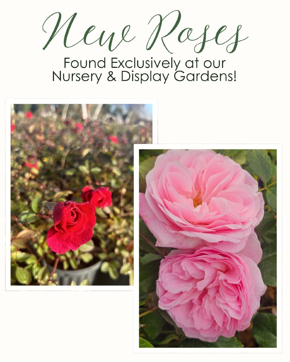 Antique Rose Emporium - 🌹 SURPRISE! We've Been Keeping a Secret… 🌹 We ...