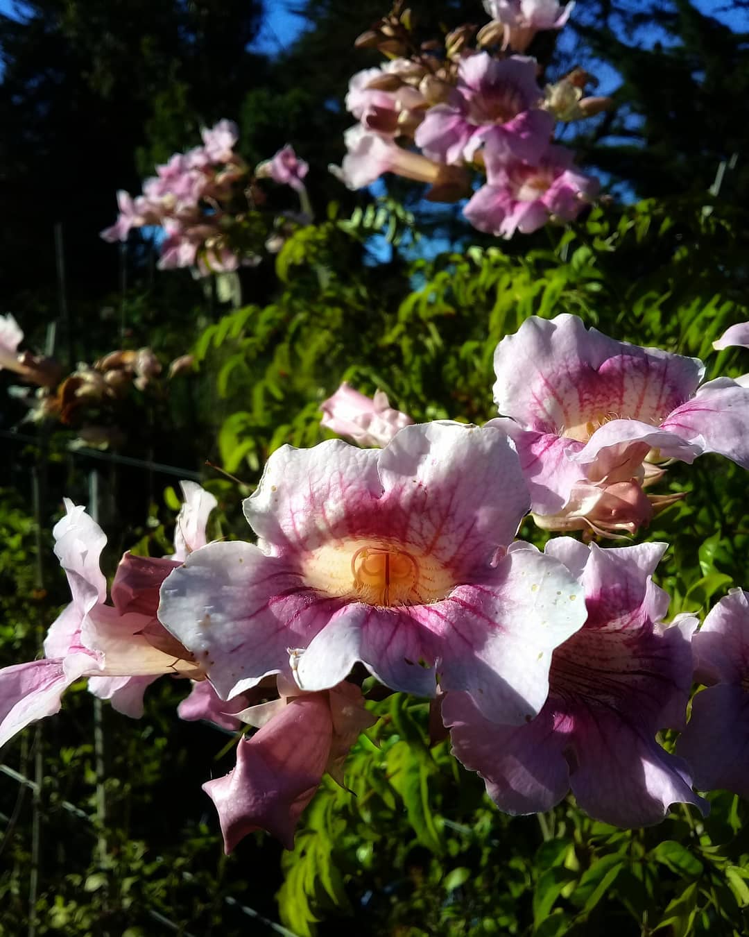 Una trepadora de muy rápido... - Vivero Alma Botánica