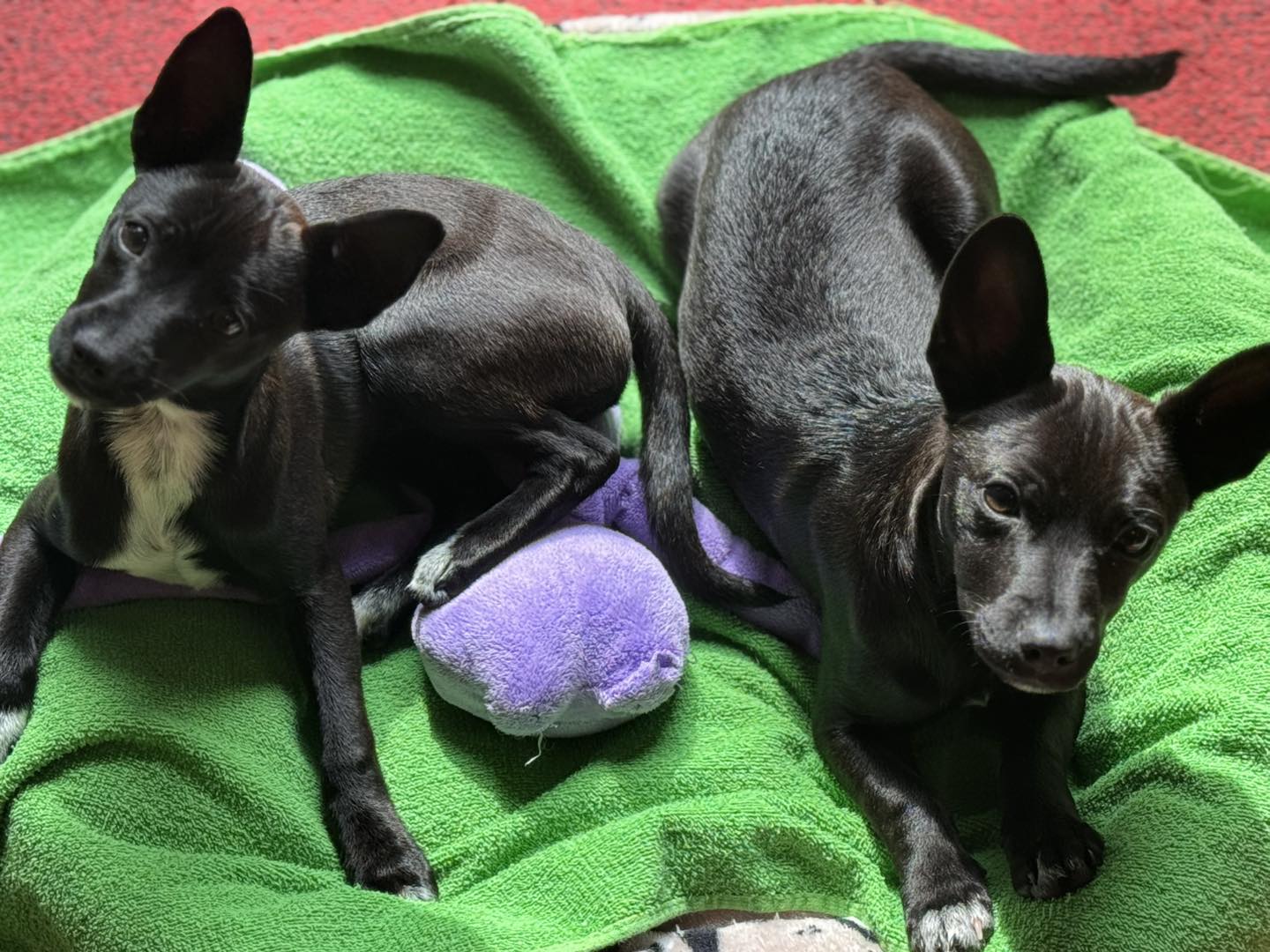 Pibble and All Paws Rescue | Lacey WA