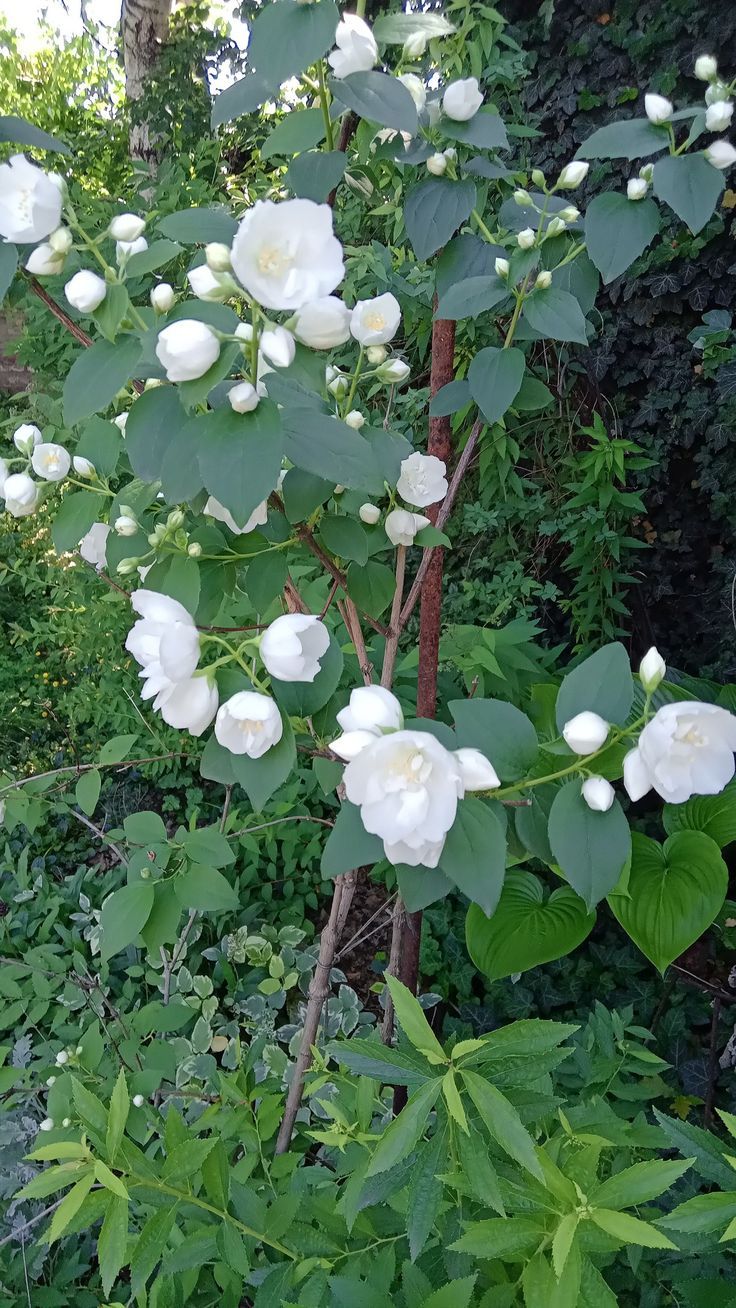 この花を覚えていますか🌼🌼🍀