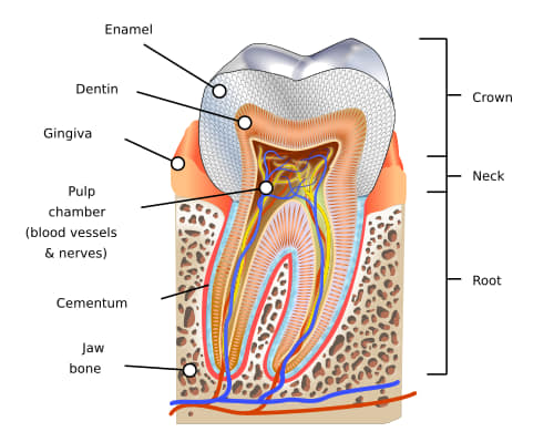 Dental Earth | Dhaka