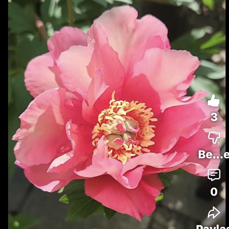 CHICAGO BOTANIC GARDEN | Facebook