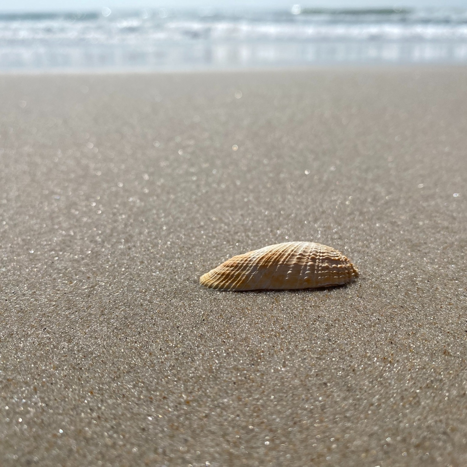 What Beaches Have Seashells