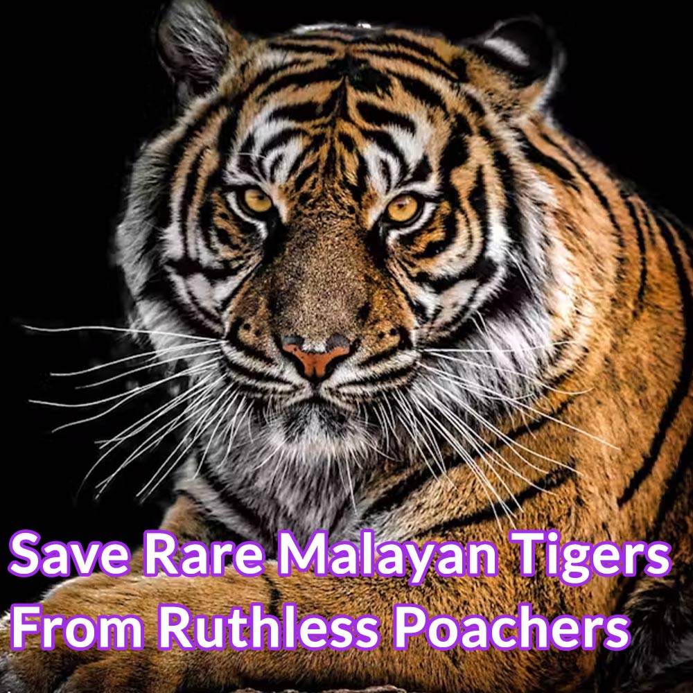 Family - The Malayan tiger teeters on the brink of extinction. Once ...