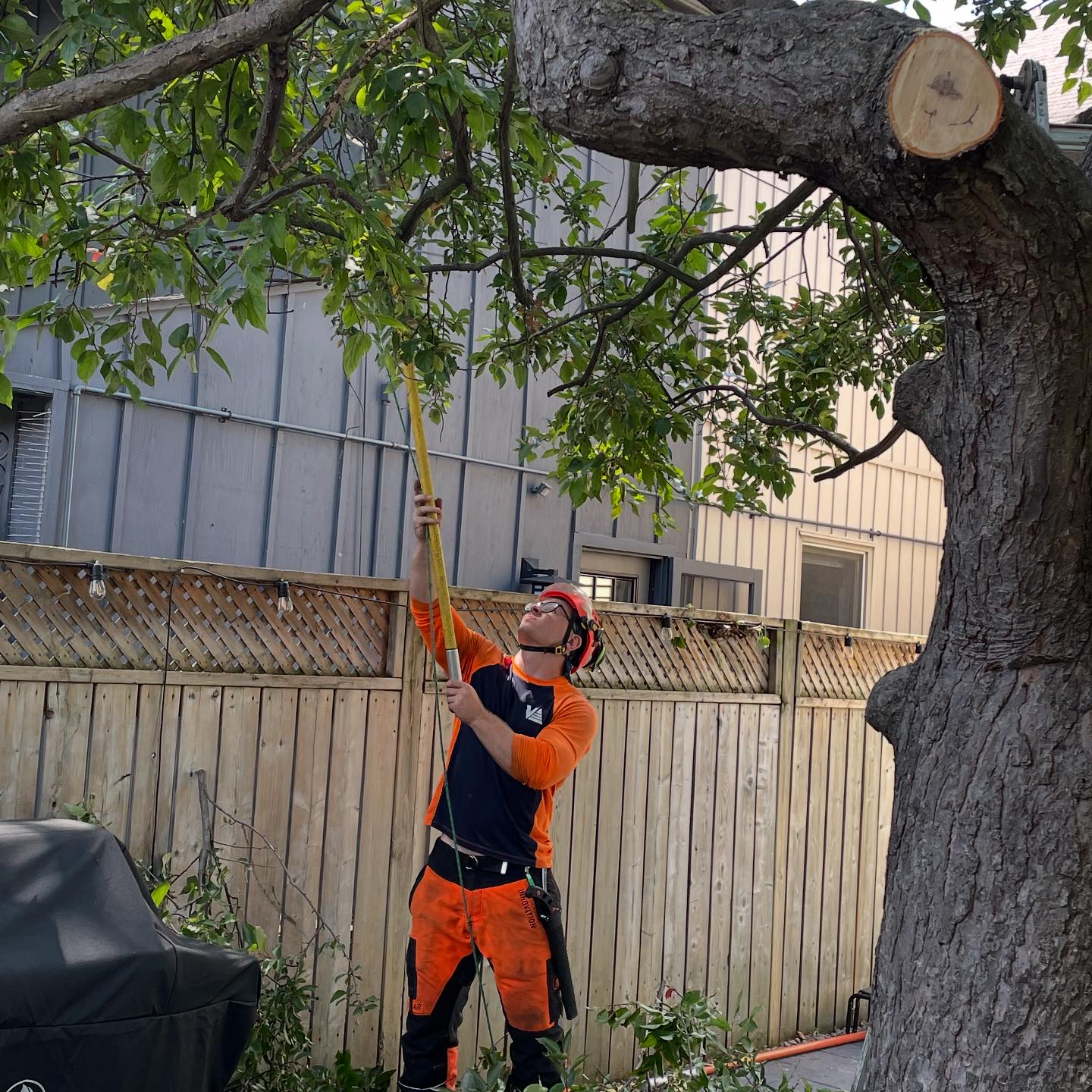 Vista Tree Management | Toronto ON