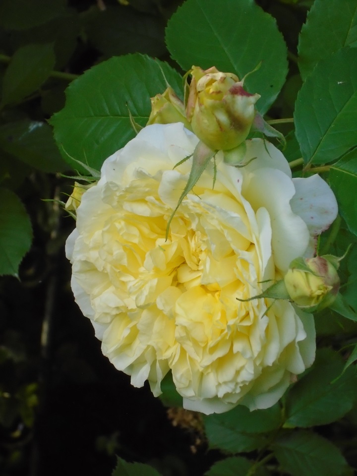 Old - And another David Austin rose ‘The Pilgrim’ is having a fantastic ...