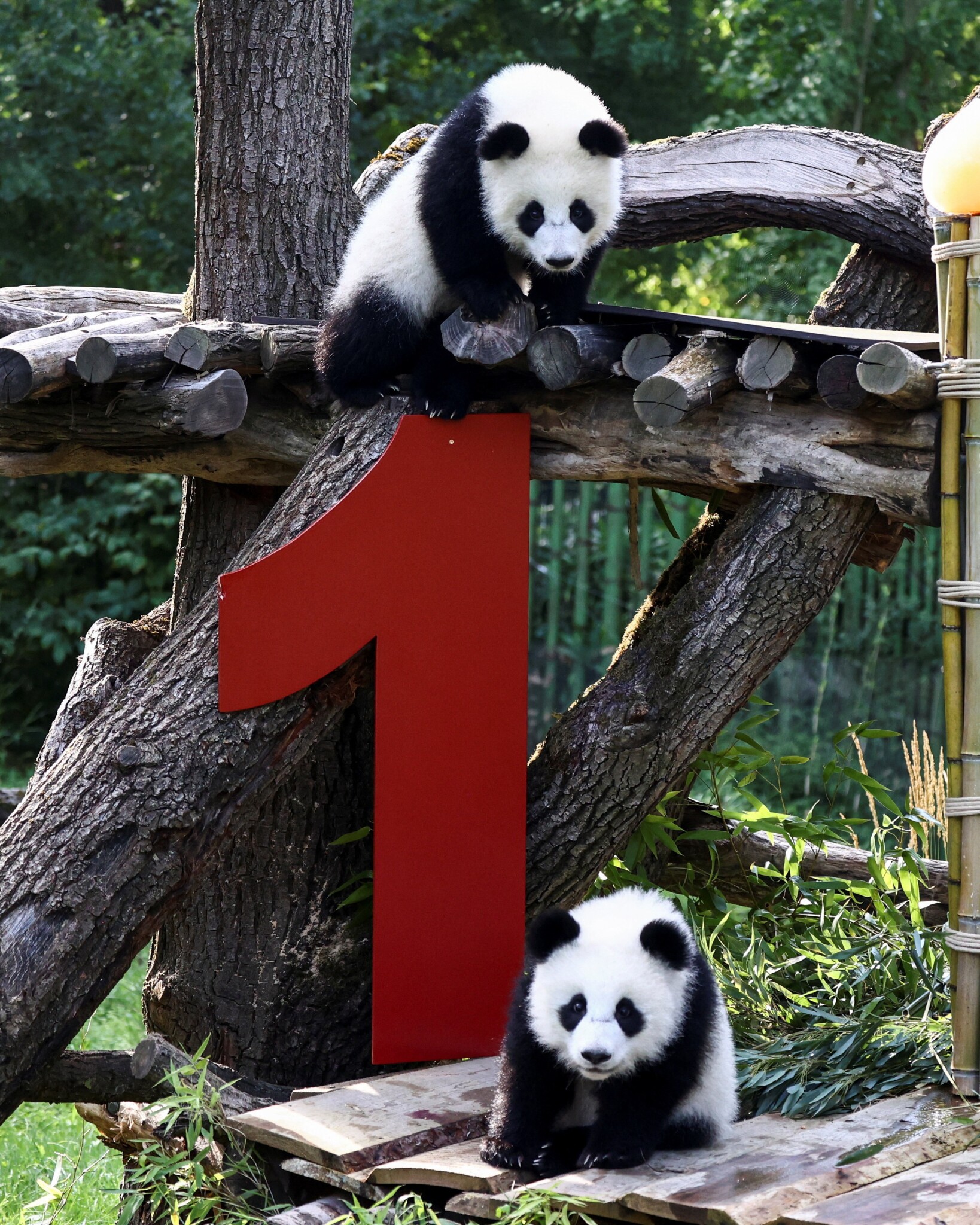 FRANCE - Berlin's newest 🐼 panda twins celebrated their first birthday ...