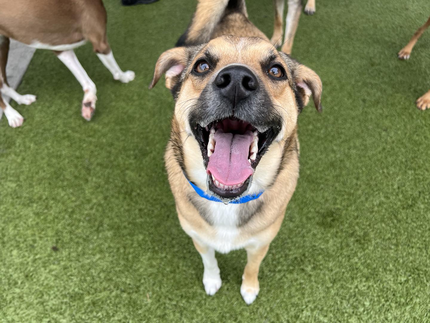 PetSuites Spring Rayford | Spring TX