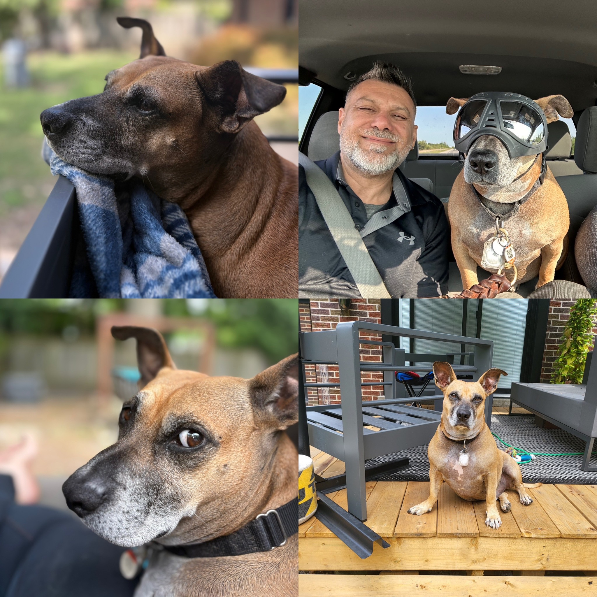 Inspire - 🐾 Meet the inspo behind it all — our sweet rescue pup ...