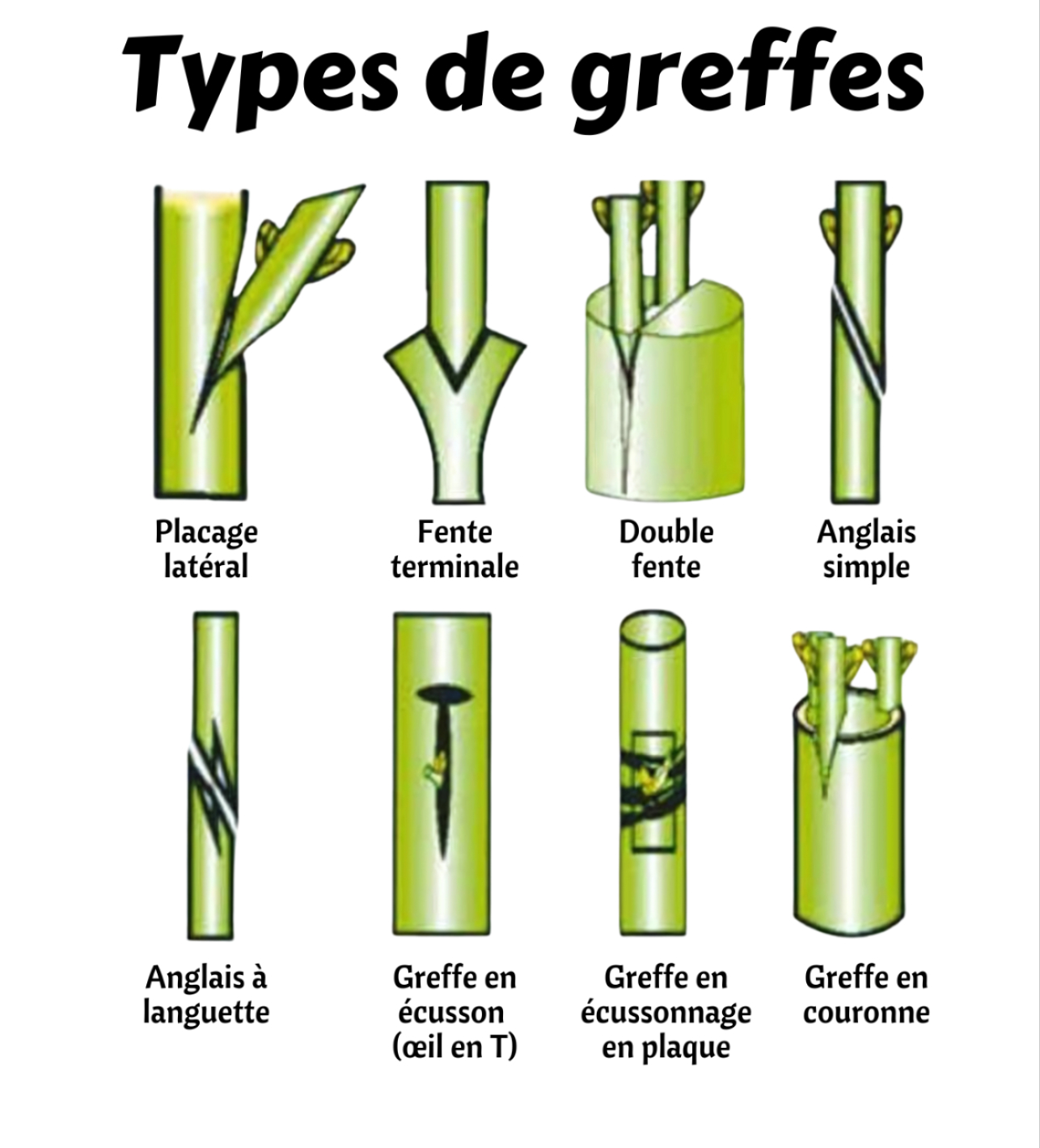 🌱 Les différents types de greffes... - Astuces de Jardinage | Facebook