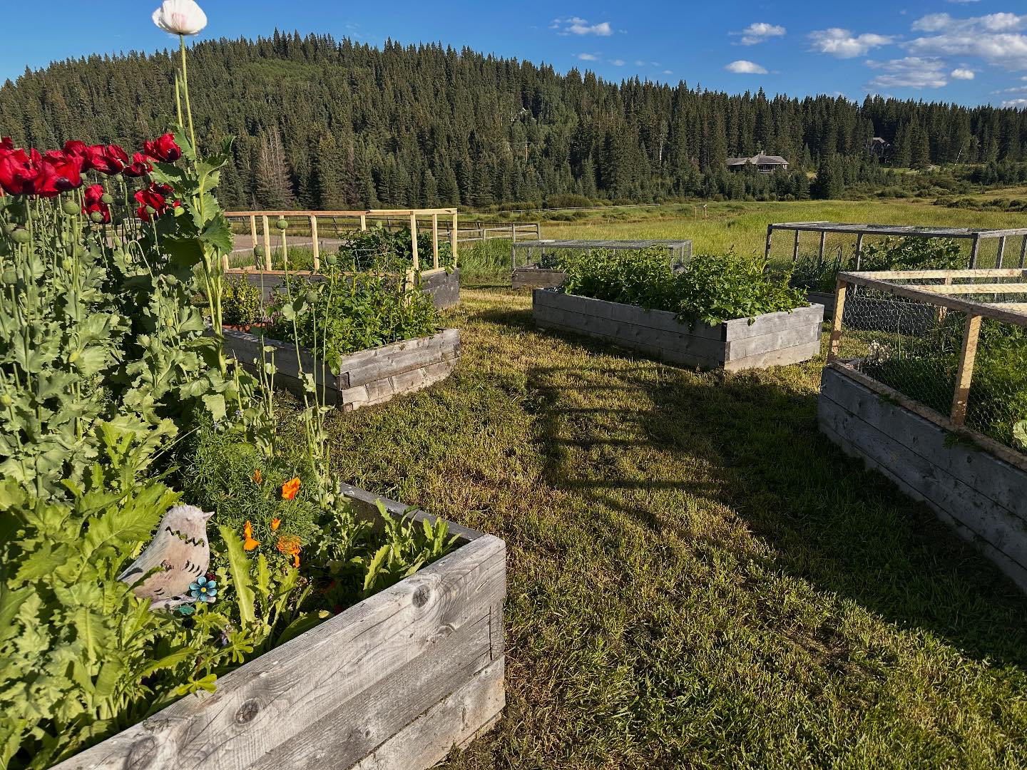 Square Butte Ranch | Millarville AB