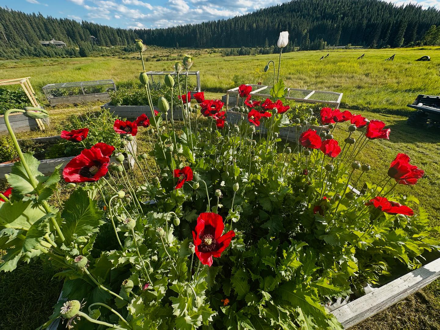 Square Butte Ranch | Millarville AB