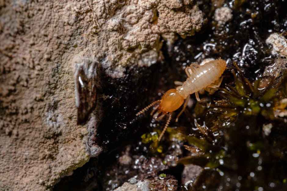 ABC Insect Control | McAllen TX
