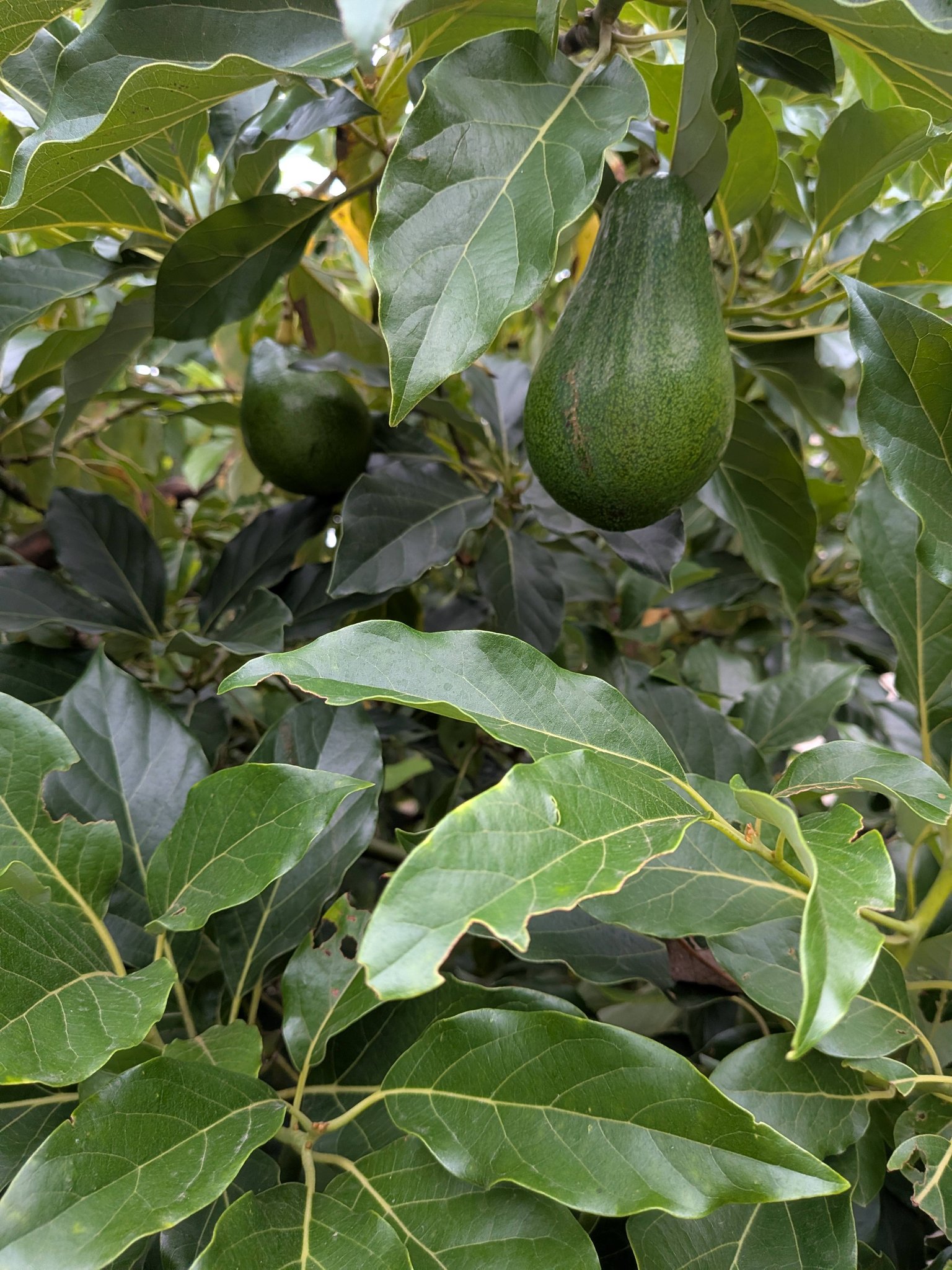 デューク7の挿し木苗木です。 和歌山県です。
