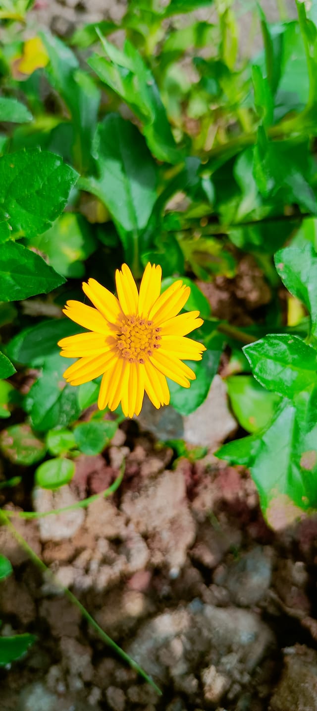 SK Robiul YT | Murshidabad