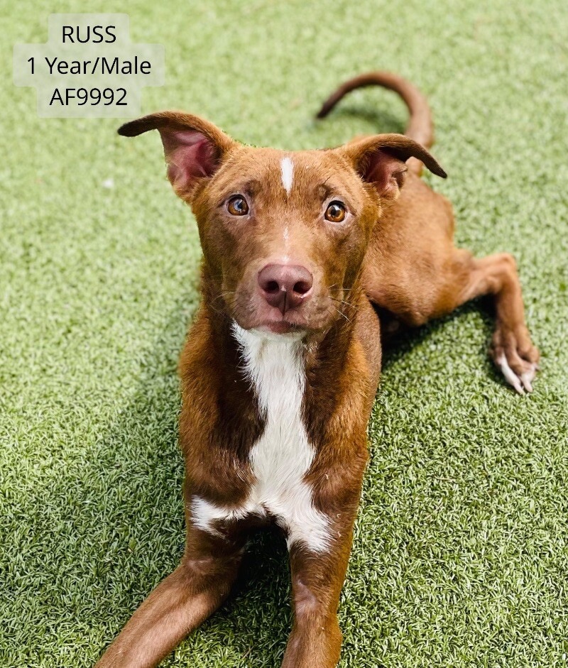 Brunswick - HAPPY NEWS: ADOPTED! Introducing RUSS. Teenage Pitty mix ...