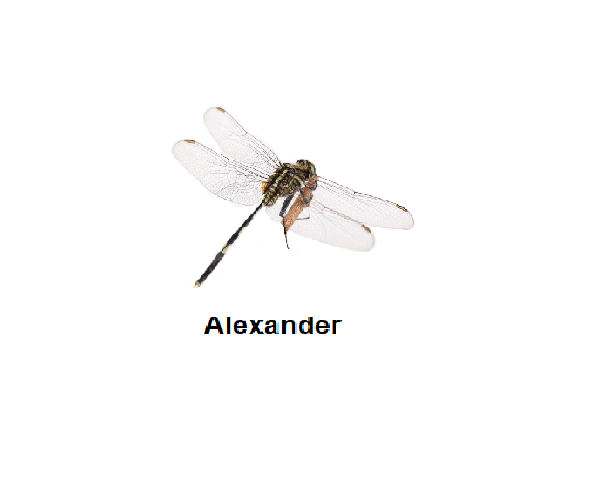 Insects with fitting names - This is Alexander, he is named after one ...