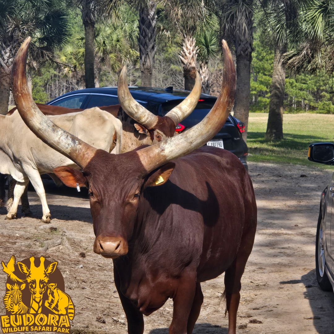 Eudora Wildlife Safari Park | Salley SC