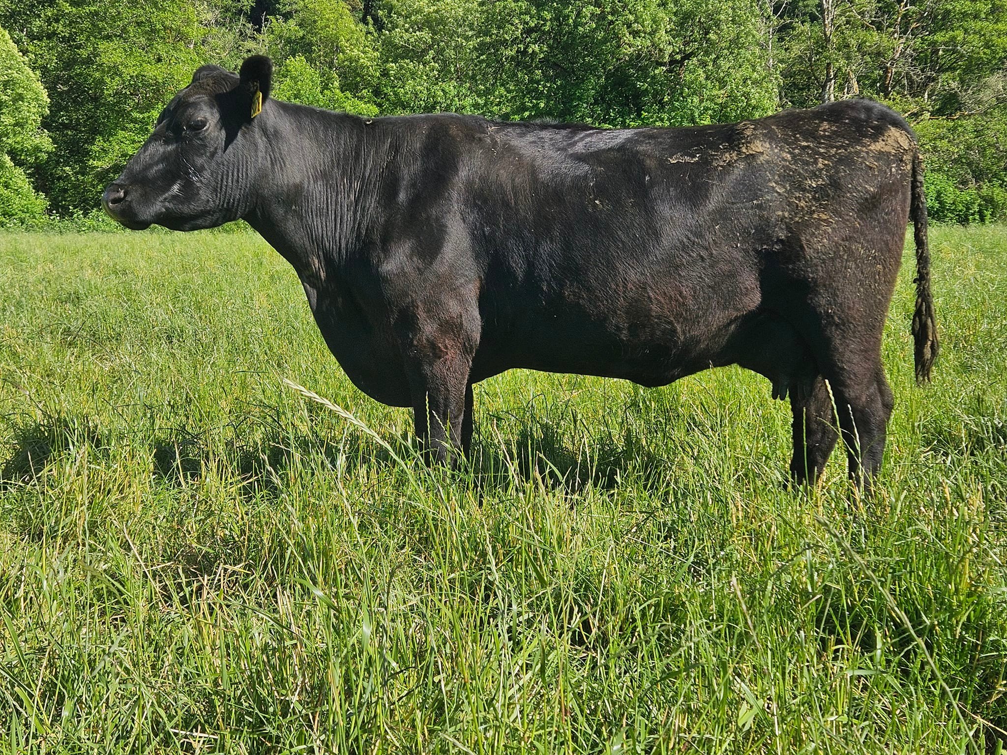 2 Rivers Cattle Company LLC