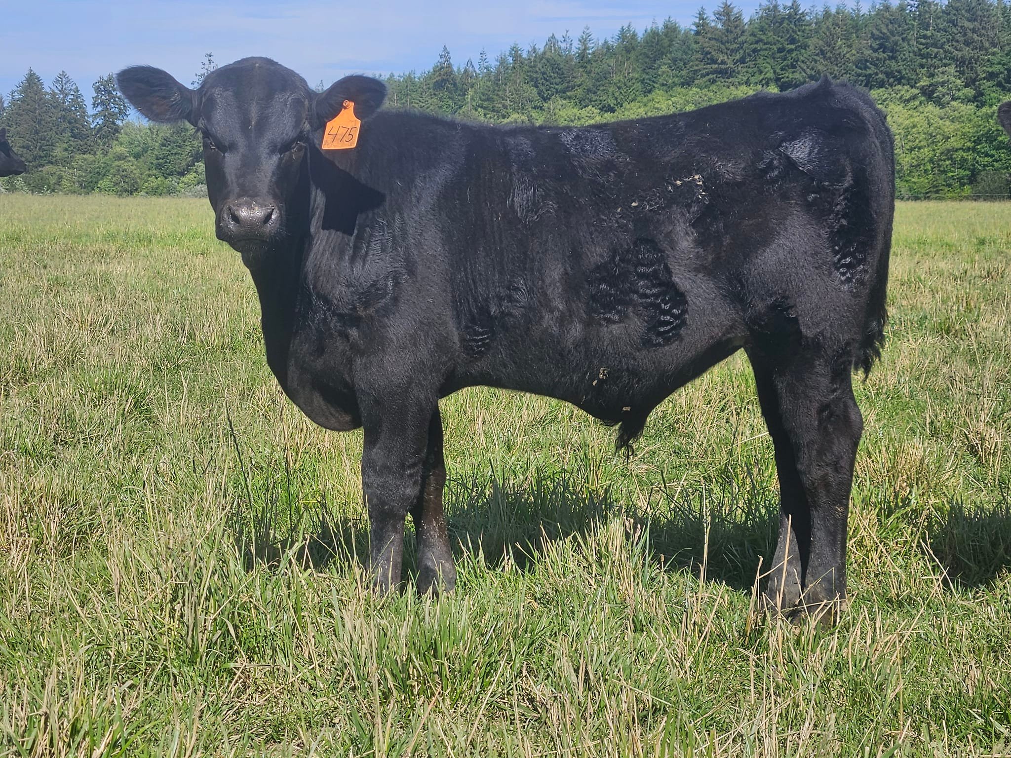 2 Rivers Cattle Company LLC