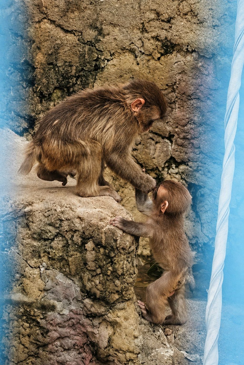 Punch-kun's gentle nature with baby monkeys at Ichikawa, Chiba