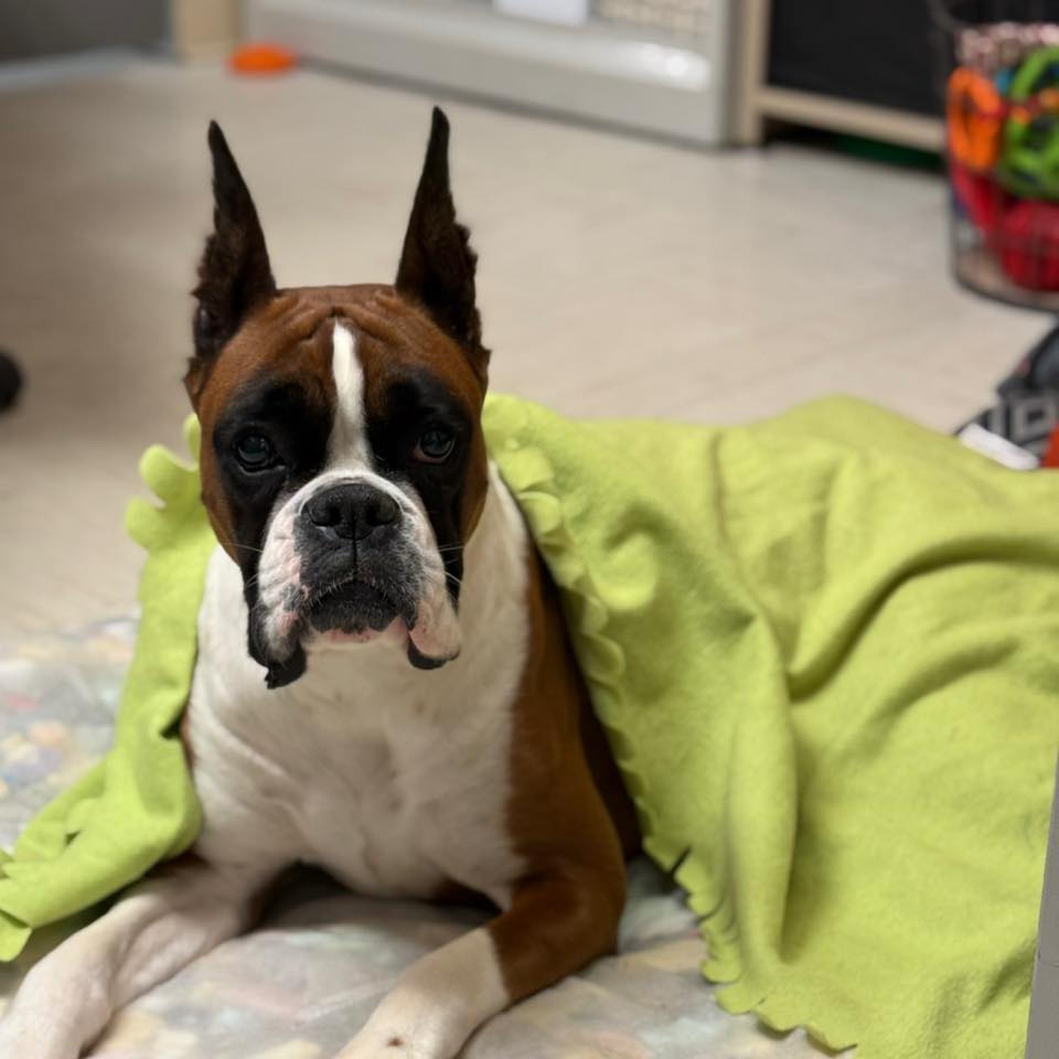 Autumn Ridge Boxers | McLeansboro IL