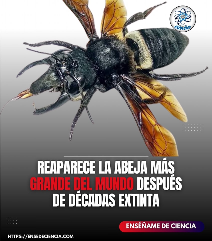 Enséñame - ⚠️Alcanza una longitud corporal promedio de alrededor de 4 ...
