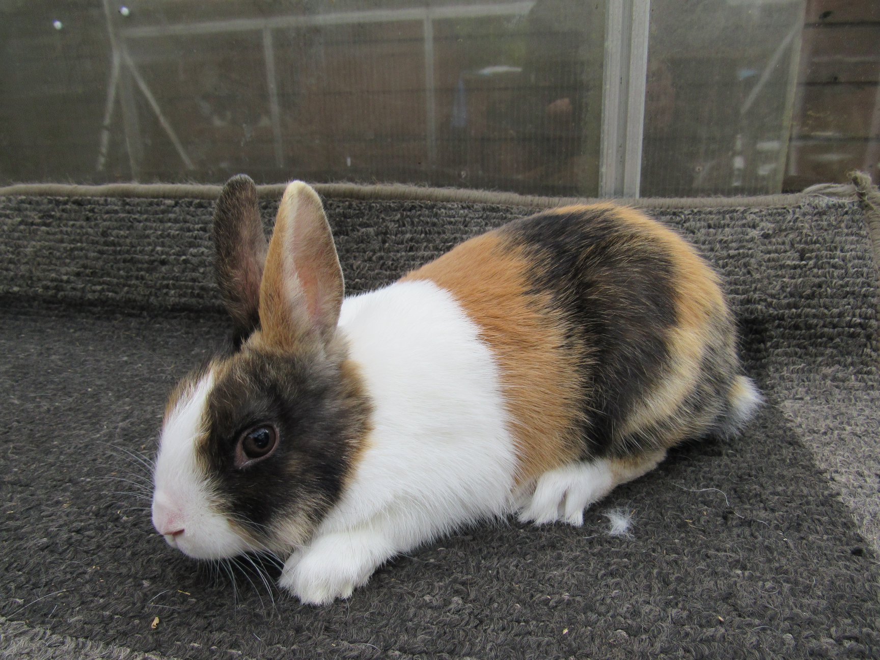 Tri-Coloured Rabbits