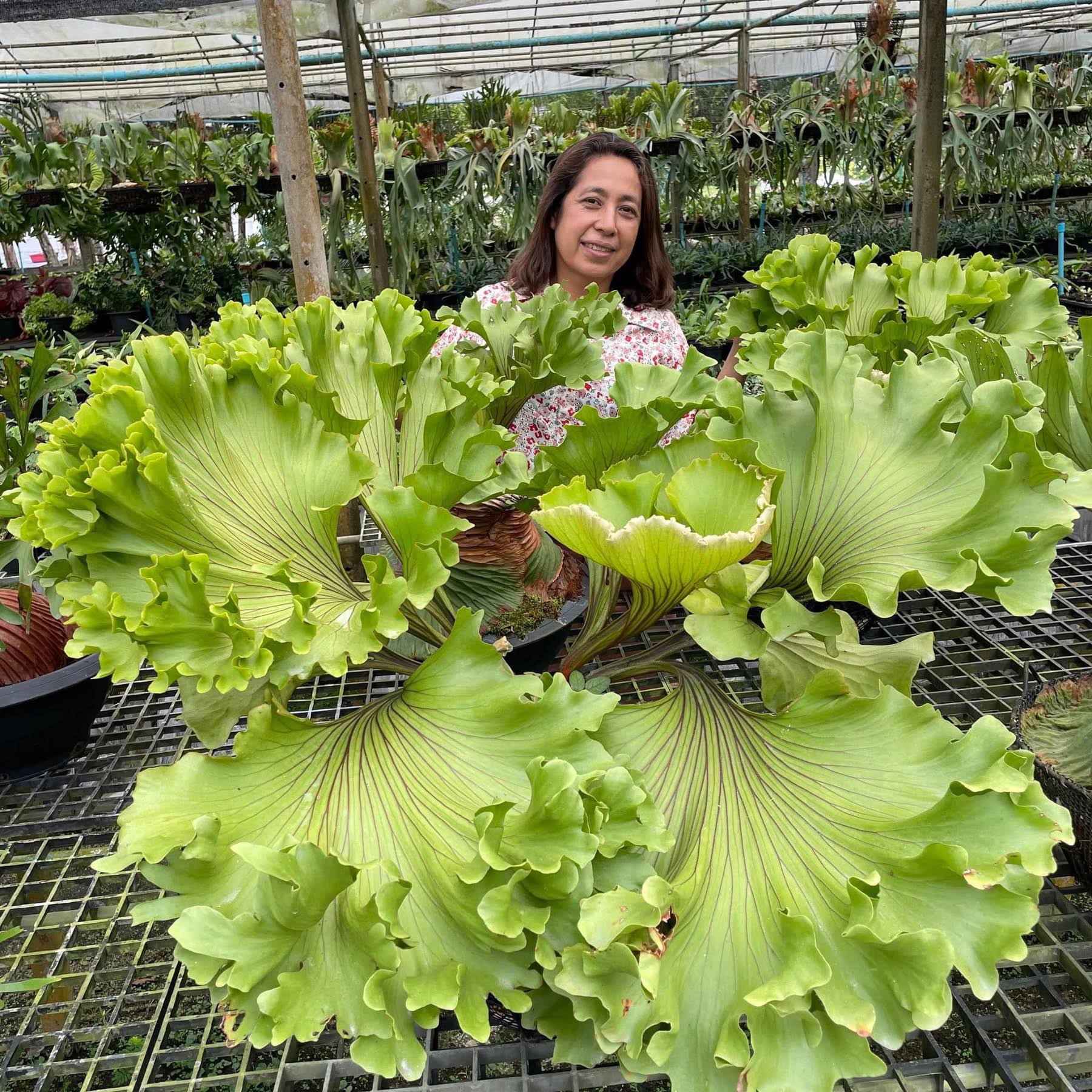 Platycerium monkey north OC High shields #caosgarden