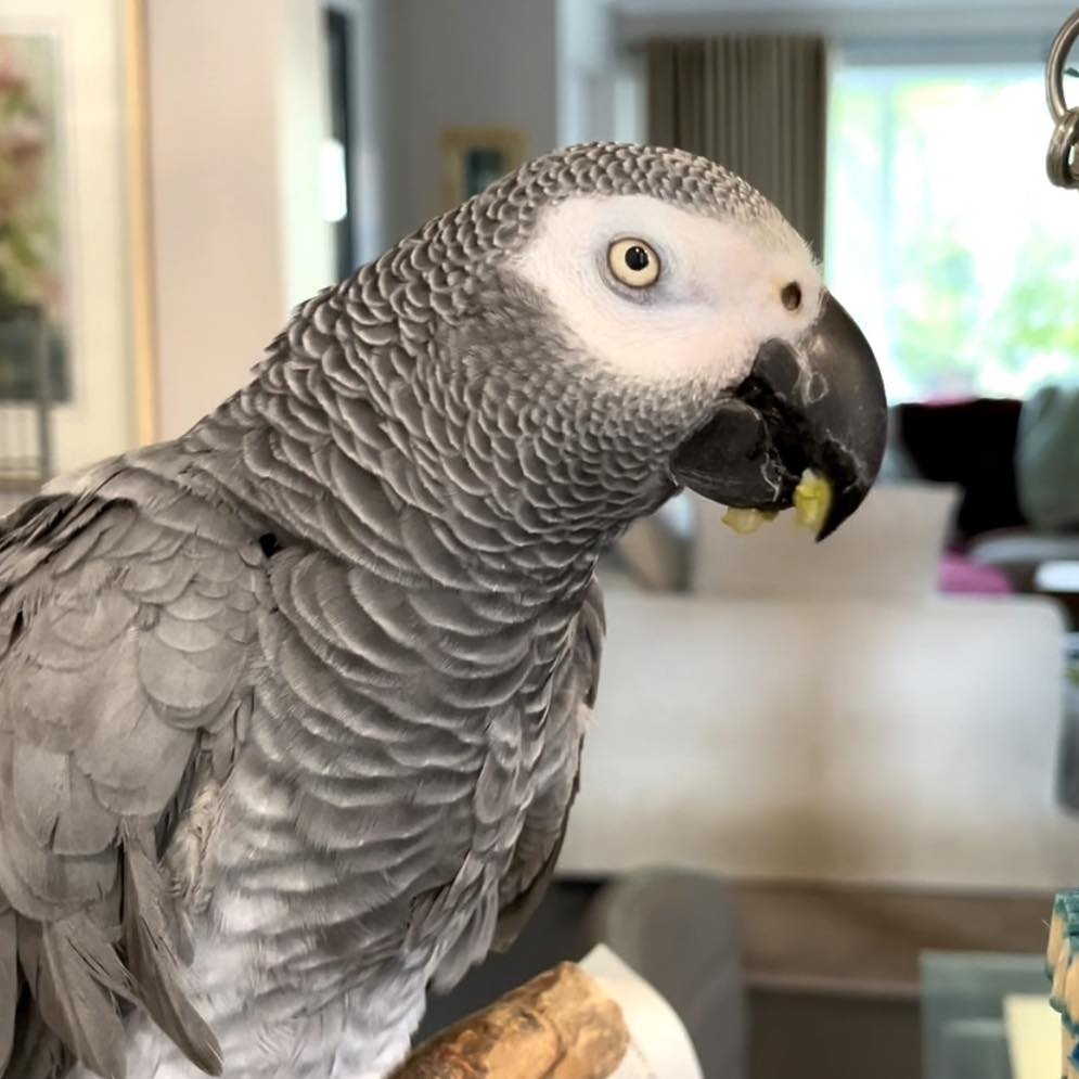 Lucky - Can I have a turn on this page Coco? This is me Miss Cyd, I ...