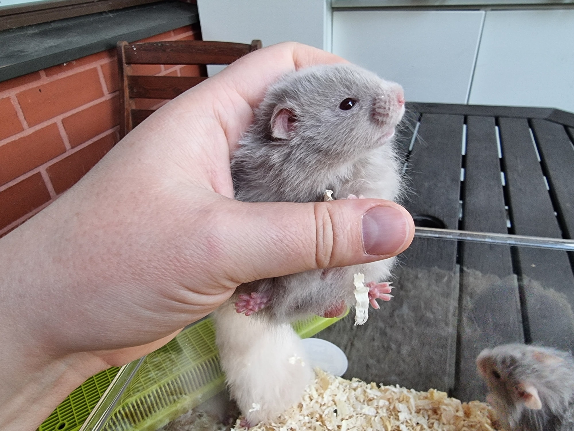 ereganto-s-hamsterit-added-a-new-photo-ereganto-s-hamsterit