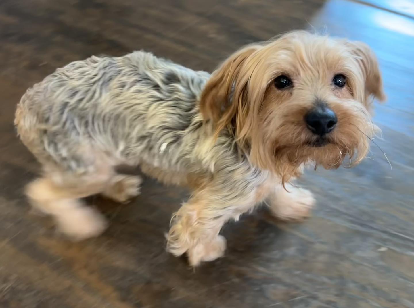 Society - Louie is a fabulous, nine-pound Yorkie who is seeking a lap ...