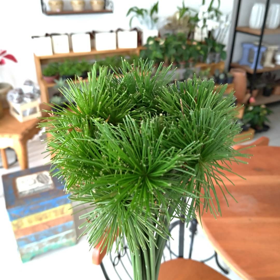 Floressa - Mini papiros e papiro vassoura. Qual dos dois... | Facebook