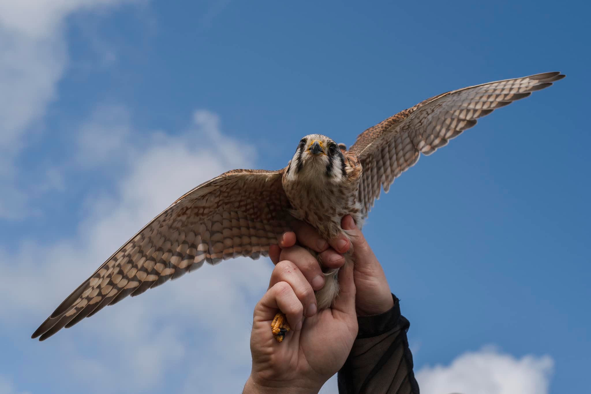 A... - Audubon Delta - Mississippi Coastal Stewardship Program