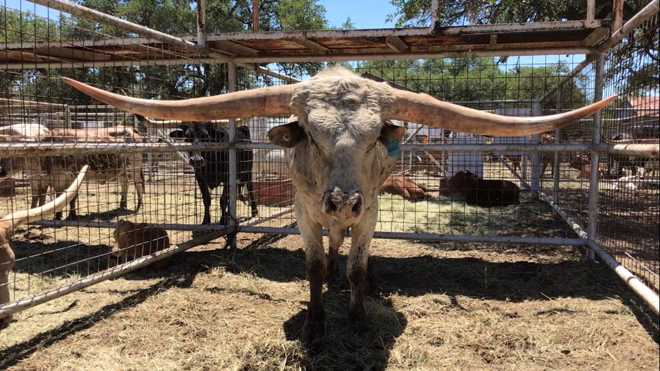 Excited to welcome this incredibly... - Craft Ranch Longhorns | Facebook