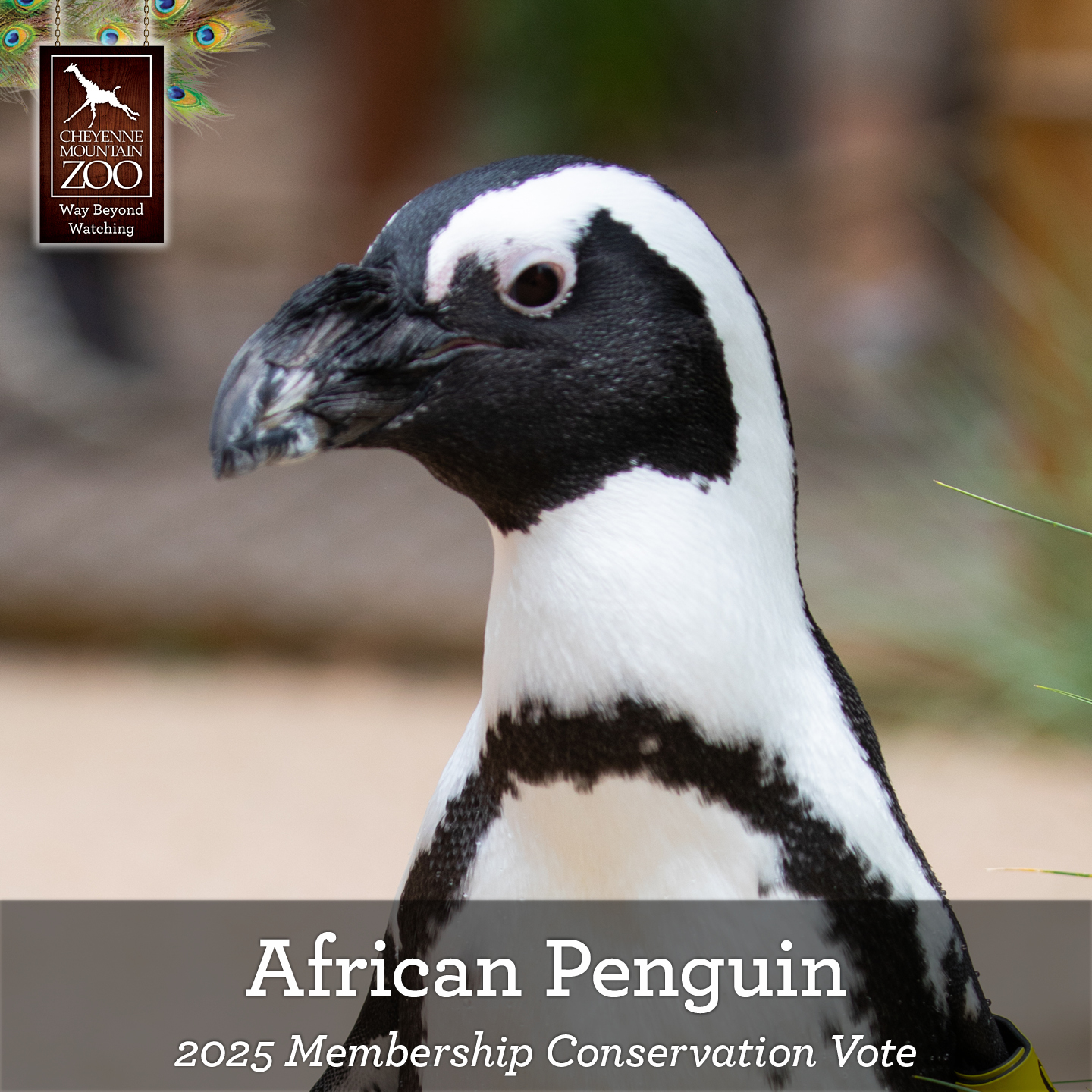 The annual Members-Only... - Cheyenne Mountain Zoo | Facebook