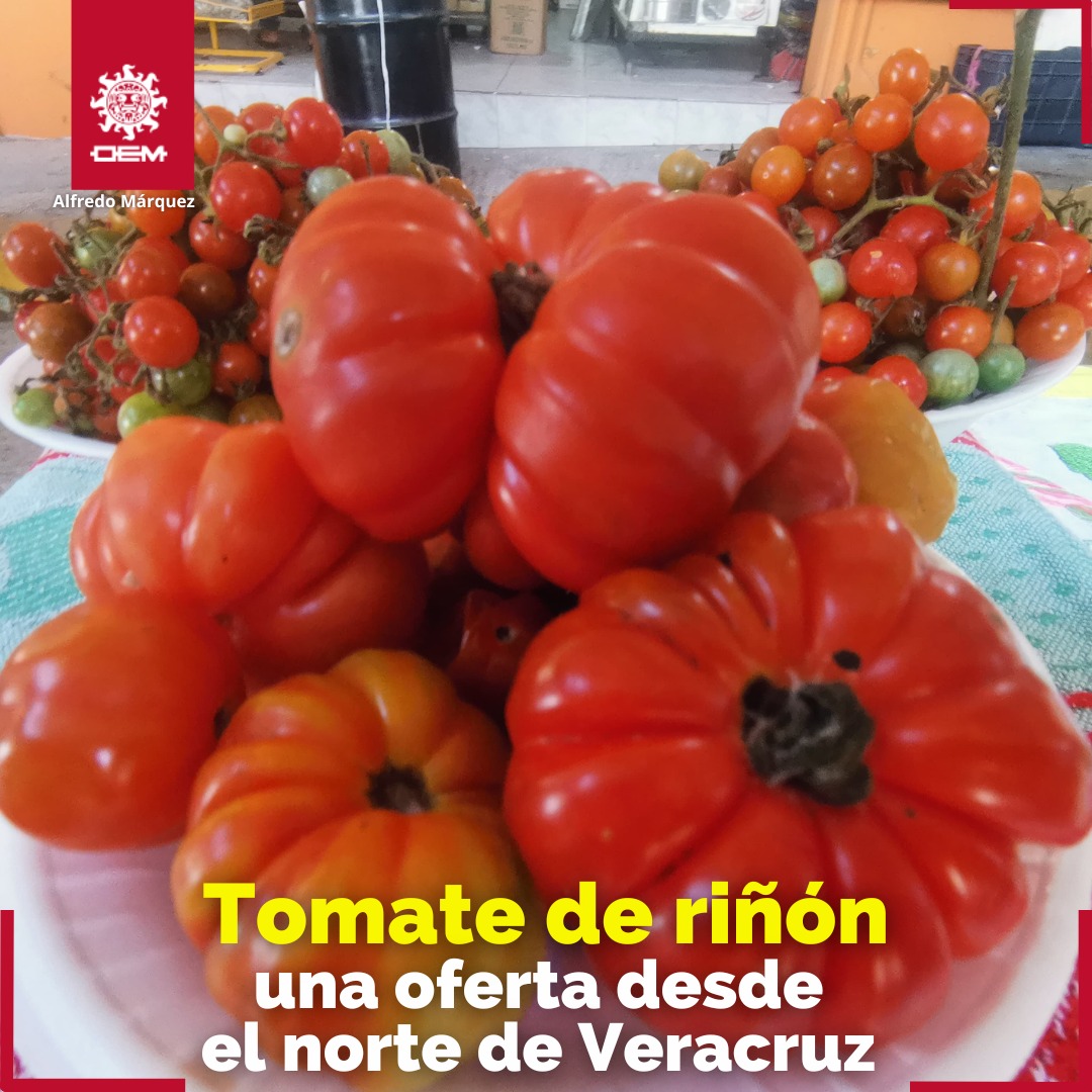 El - El tomate riñón de Chinampa de Gorostiza es la joya de los ...