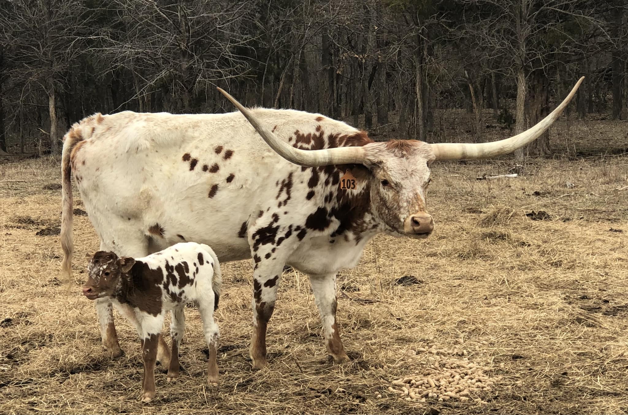 Diamond G Ranch | Lenna OK