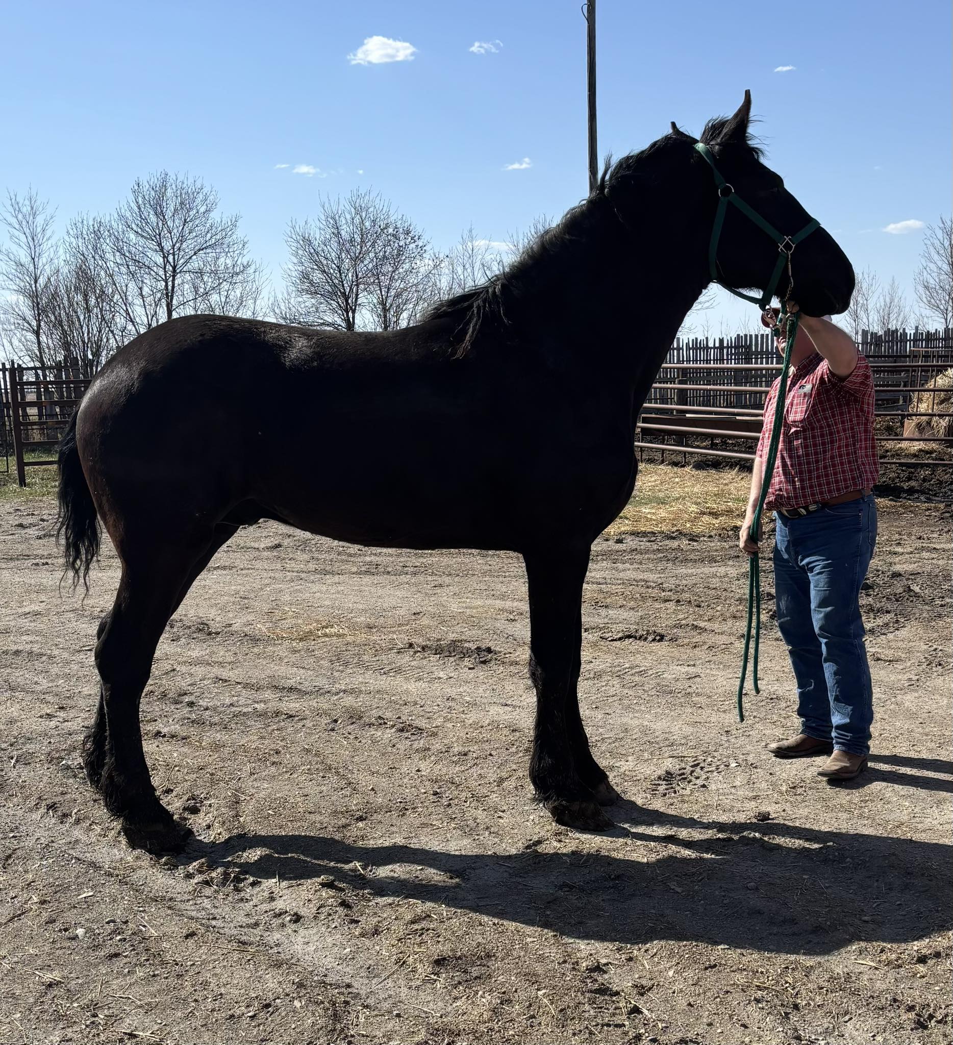 Silver Oak Percherons | Virden MB