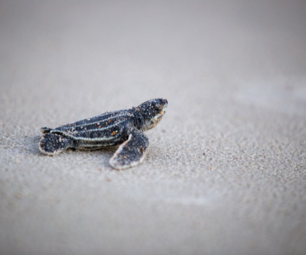 Costa - Sea turtle nesting season is officially underway, and these ...