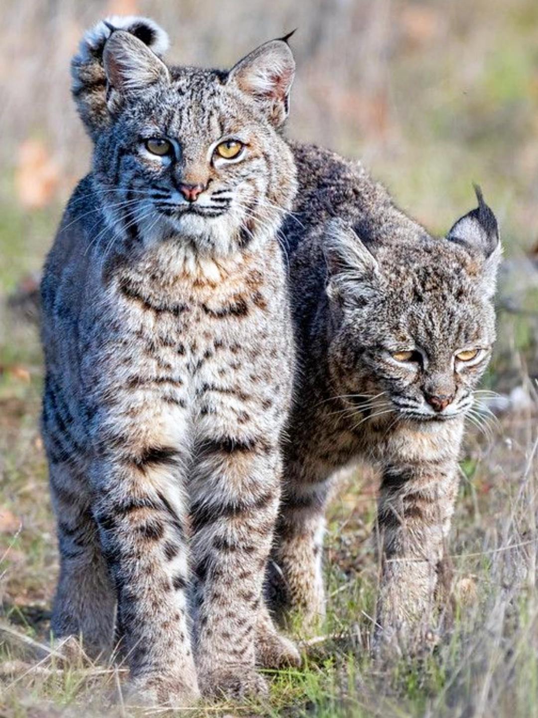 catland-bobcats-food-caching-behavior-bobcats-lynx-rufus-are