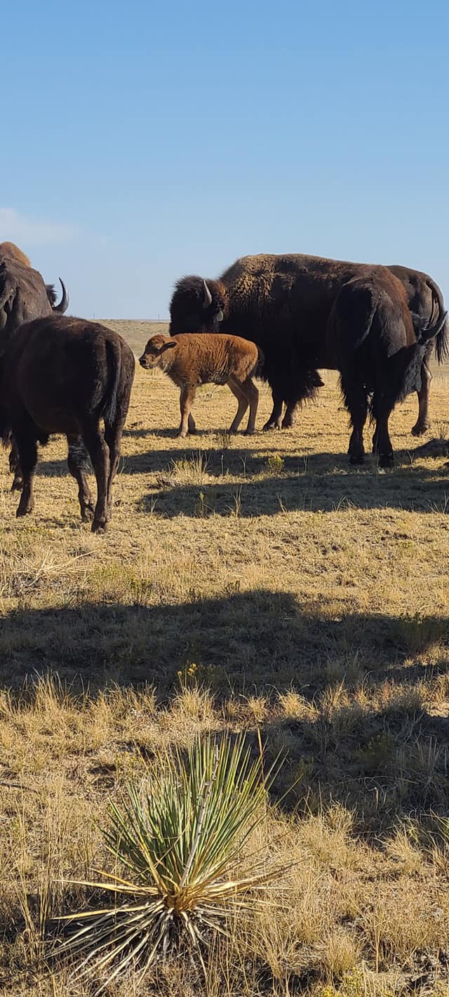 Pierce Land & Bison