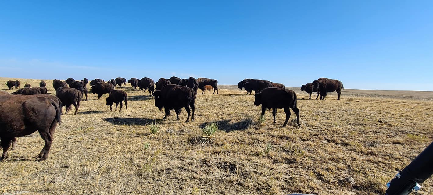 Pierce Land & Bison