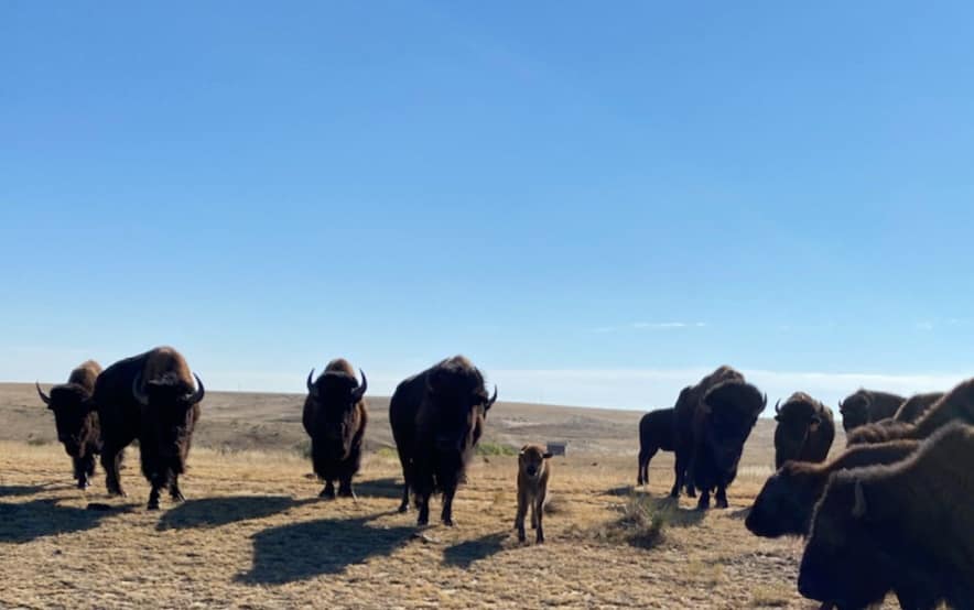 Pierce Land & Bison