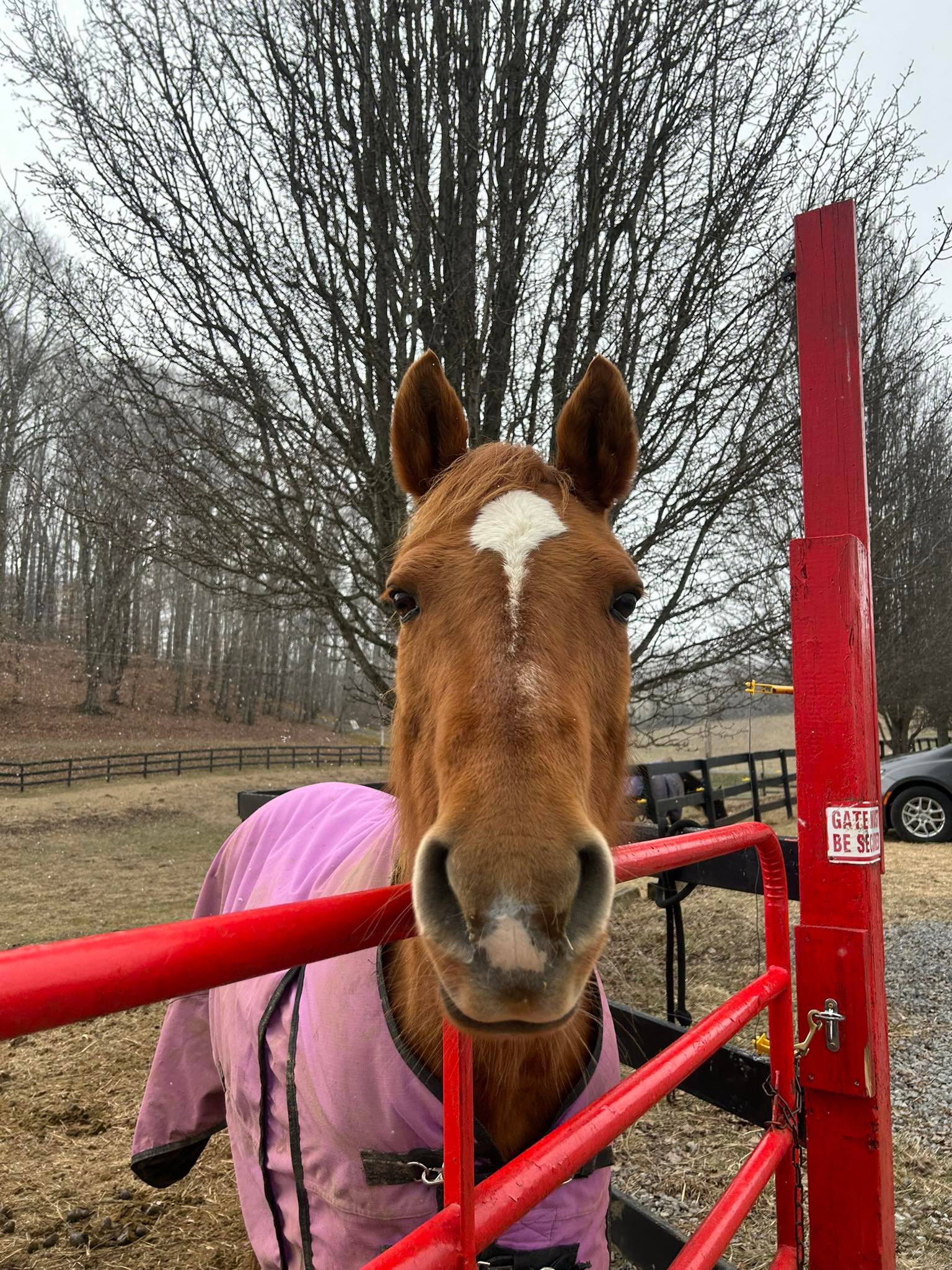 Small Miracles Therapeutic Horseback Riding Center, Inc. | Kingsport TN