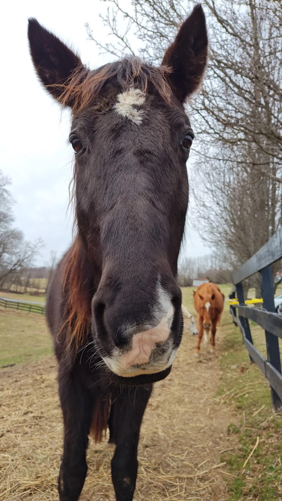 Small Miracles Therapeutic Horseback Riding Center, Inc. | Kingsport TN