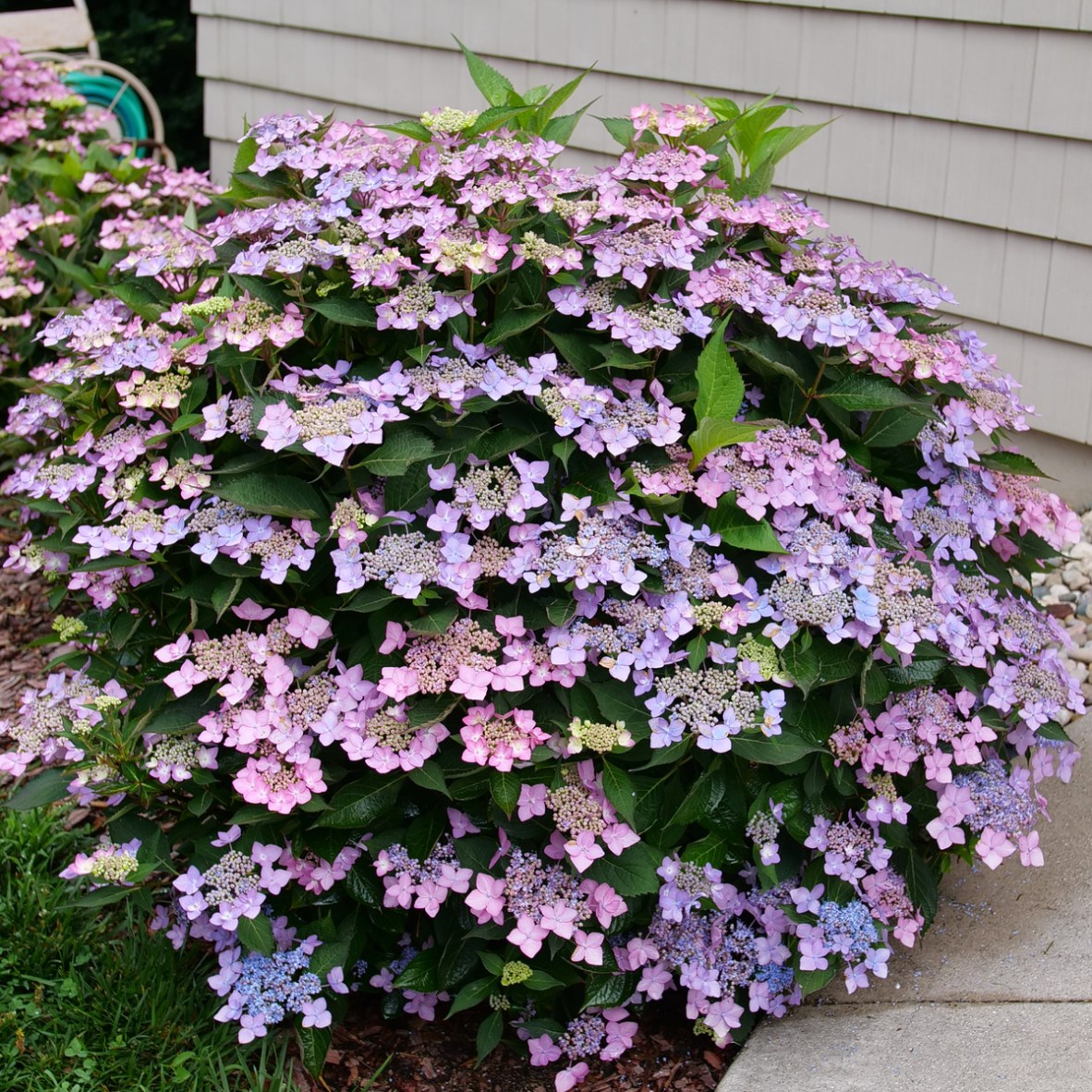 Let's Dance Lovable reblooming hydrangea is the 2026 Hydrangea of