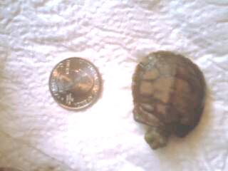 All different sizes of Egyptian tortoise babies; and more to come.