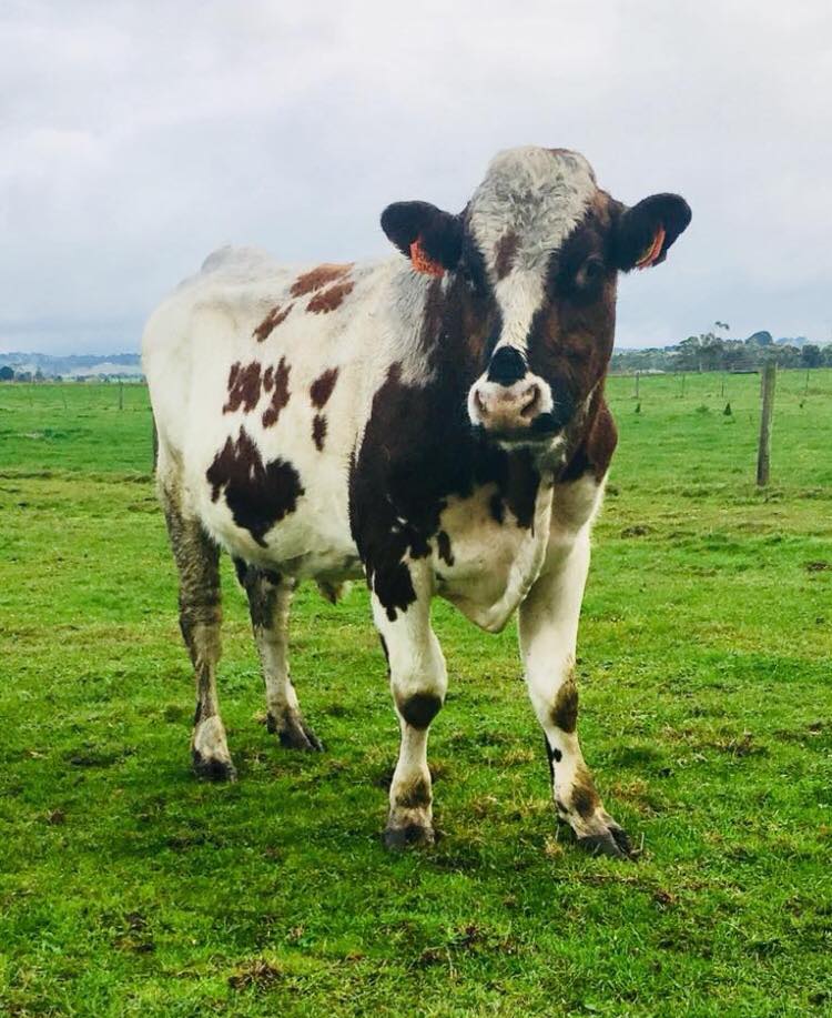 ARBJACKO... - Australian Reds - The Australian Red Dairy Breed | Facebook