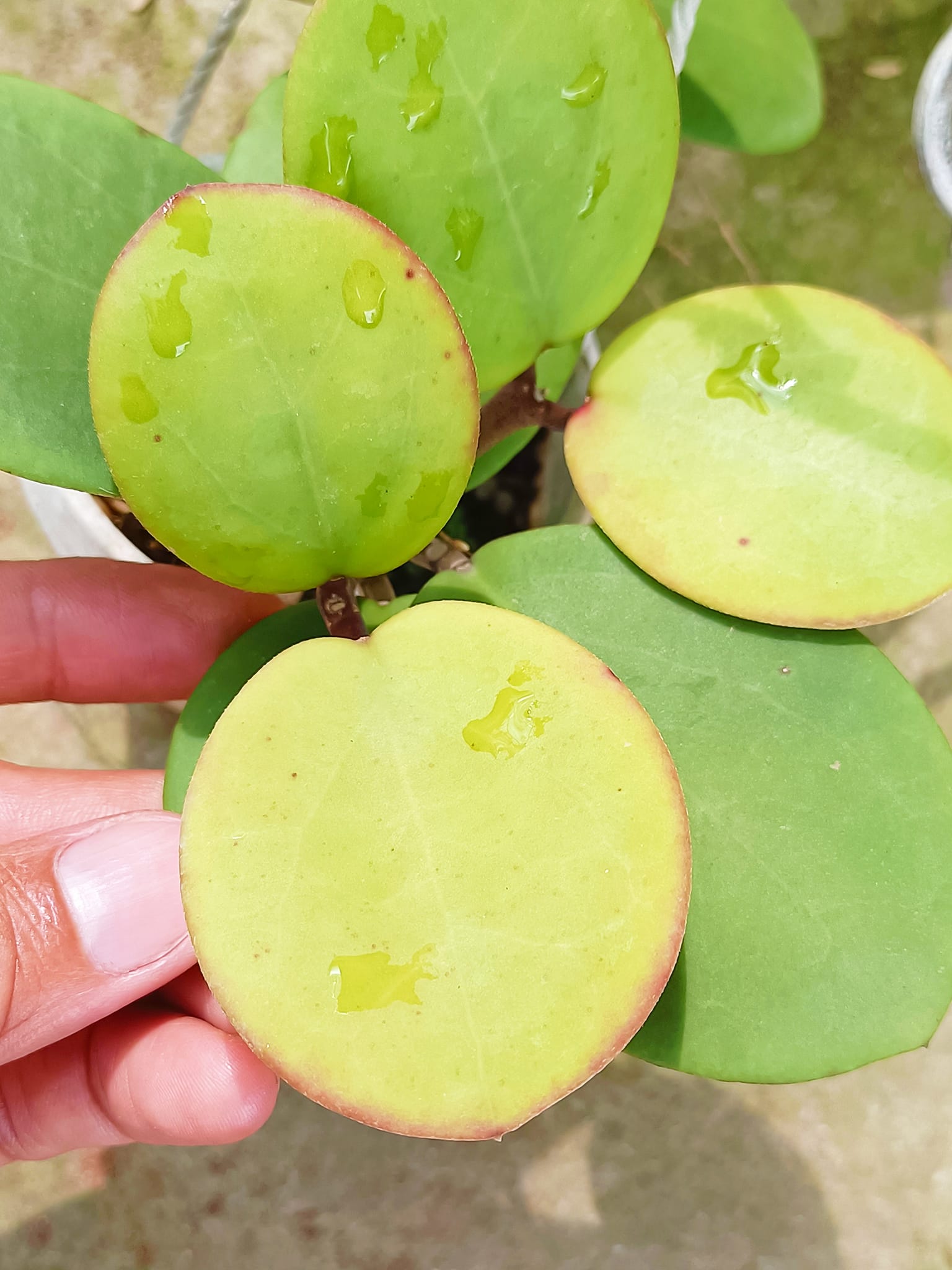 Hoya ntloc013 ( hybird pachyclada x obovata )